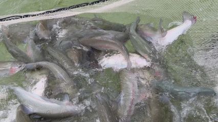 打“特色牌”，做“水文章” 魚蝦滿塘皆是景的水產(chǎn)養(yǎng)殖新圖景