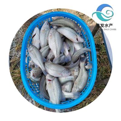 瀘州加洲鱸魚苗現(xiàn)苗供應(yīng)，專業(yè)配送助力水產(chǎn)養(yǎng)殖