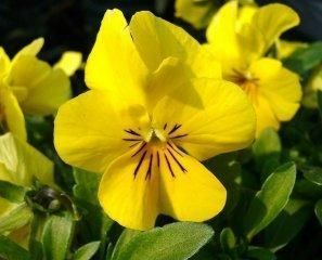 青州2013年綠化苗木價(jià)格咨詢與訂購指南 聚焦萬美花卉苗木基地